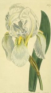florentine iris