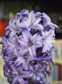 hyacinth