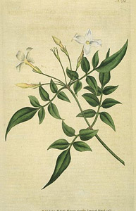 jasmine