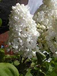 lilac