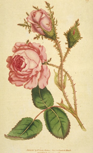 rose