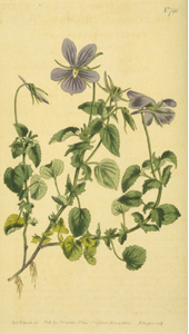 violet