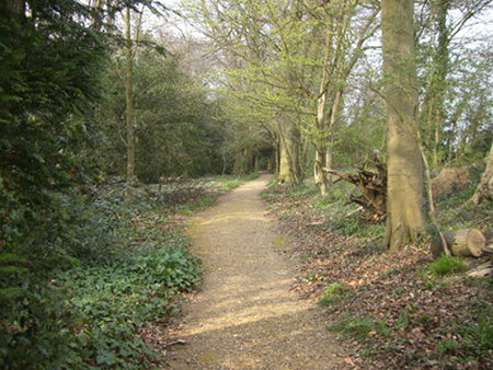 darwin's path